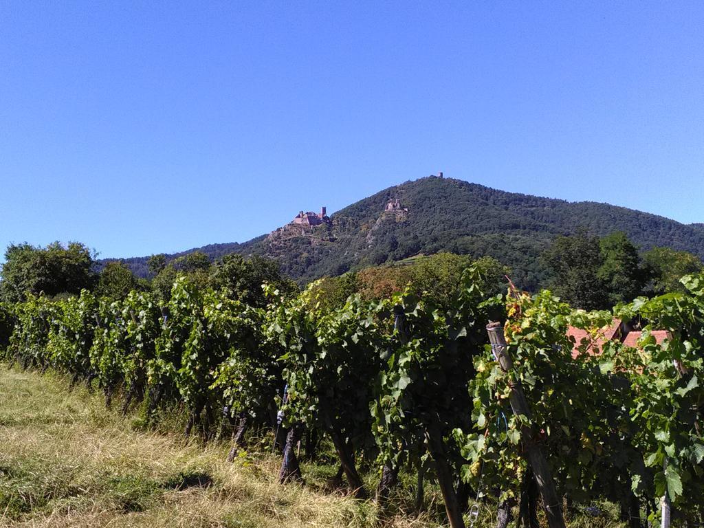 Gites & Camping On The Route Des Vins Bergheim Eksteriør billede